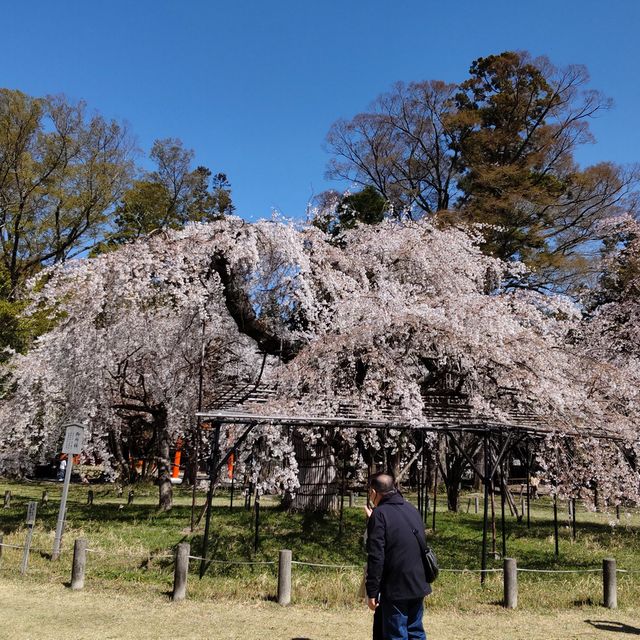 写真の説明を入れます