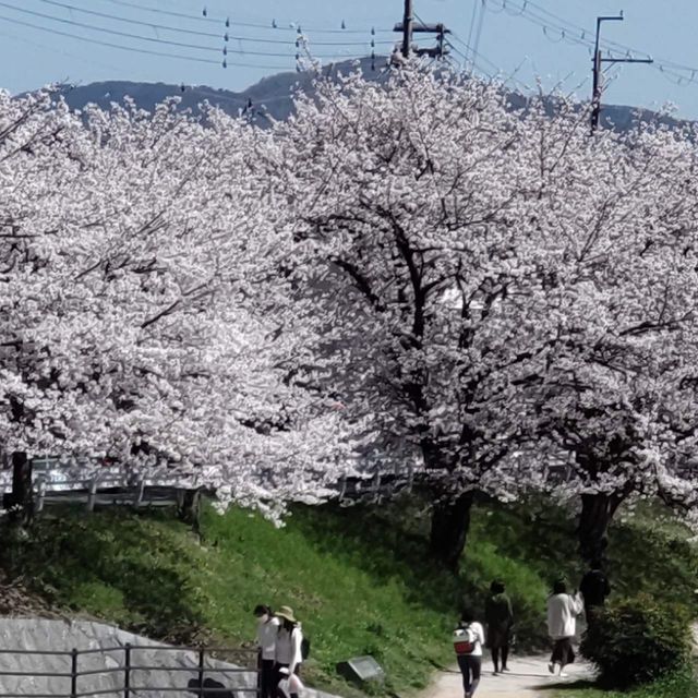写真の説明を入れます
