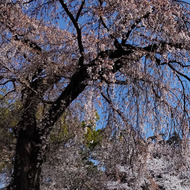 写真の説明を入れます