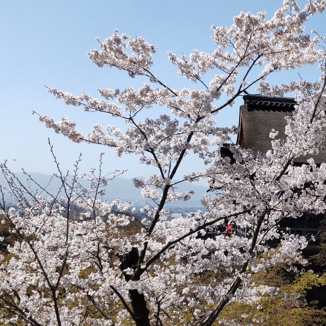 写真の説明を入れます