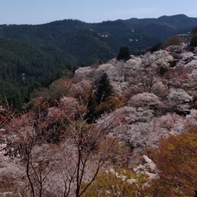 写真の説明を入れます