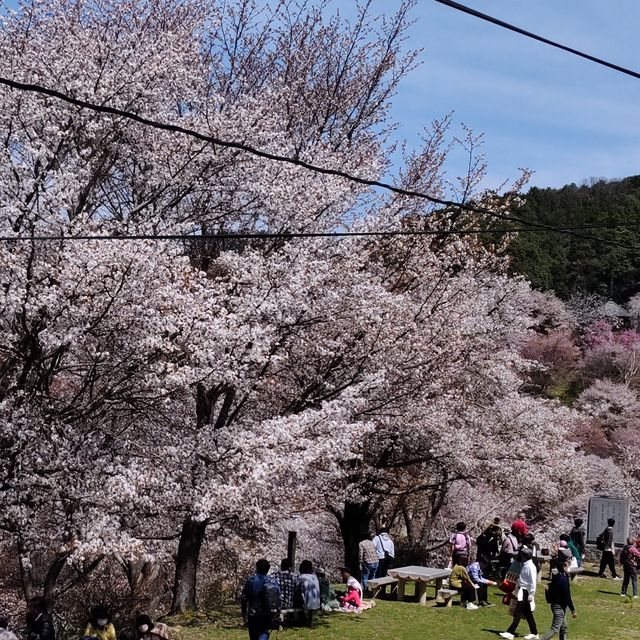 写真の説明を入れます